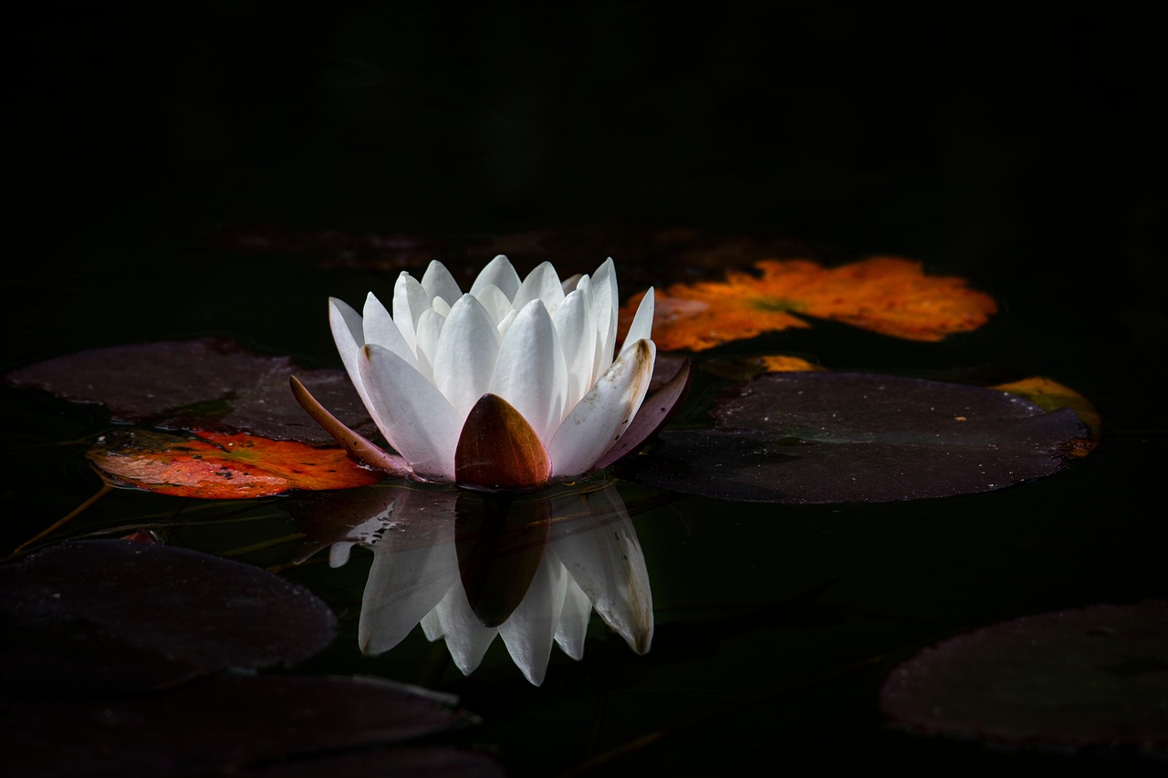 5ème soirée de méditation de l'année : "se rendre présent, habiter son corps, accueillir le calme, s'abandonner à cette paix intérieure...". Soirée ouverte à tous, pratiquants réguliers ou débutants complets.