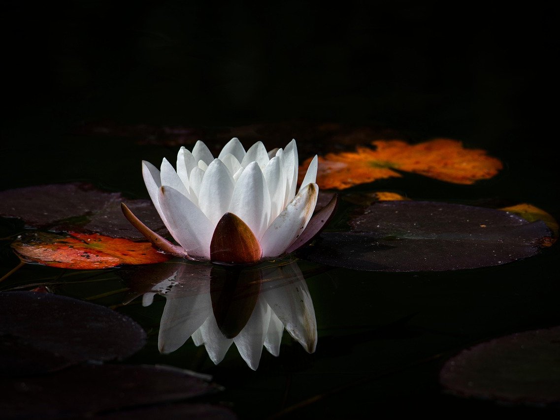 5ème soirée de méditation de l'année : "se rendre présent, habiter son corps, accueillir le calme, s'abandonner à cette paix intérieure...". Soirée ouverte à tous, pratiquants réguliers ou débutants complets.